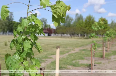 В Минске с 10 марта высадили более 7 тысяч деревьев и 50 тысяч кустарников