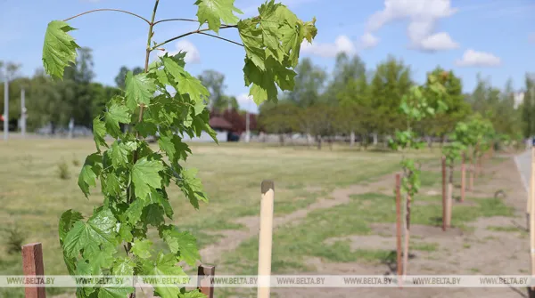 В Минске с 10 марта высадили более 7 тысяч деревьев и 50 тысяч кустарников
