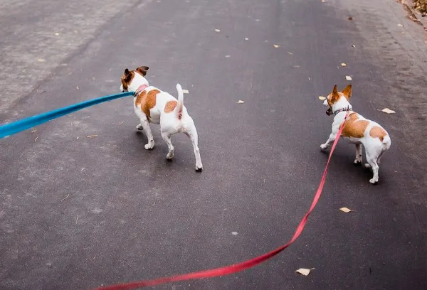 ЖКХ напомнило о штрафах за нарушение правил выгула собак