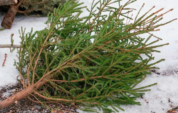 Акция «Елки в щепки» проходит в Минске