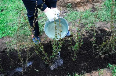 Более 56 тыс. зеленых насаждений высадят во дворах Минска в этом году