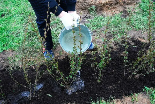 Более 56 тыс. зеленых насаждений высадят во дворах Минска в этом году