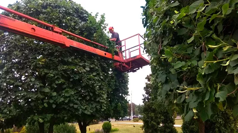 Улицы Минска украшают насаждения необычной формы. Фото 3