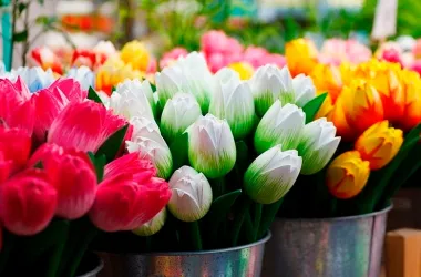 200 тысяч тюльпанов вырастят в  парниково-тепличном комбинате к 8 марта