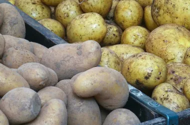 МАРТ установил предельную цену на картофель до мая следующего года