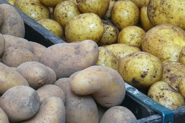 МАРТ установил предельную цену на картофель до мая следующего года