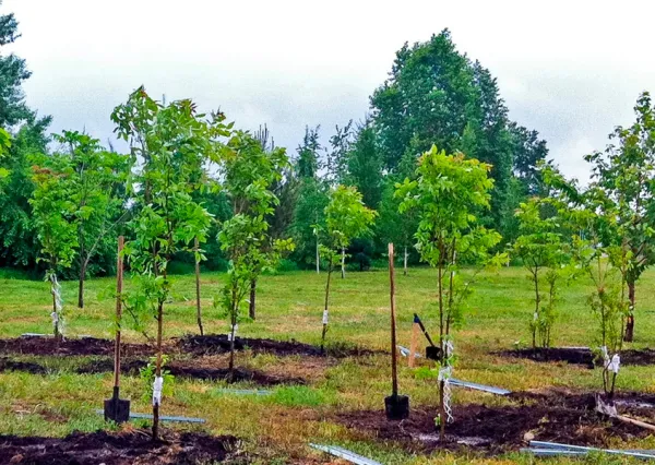 Минчан приглашают присоединиться к проекту «Зеленый двор – вместе»