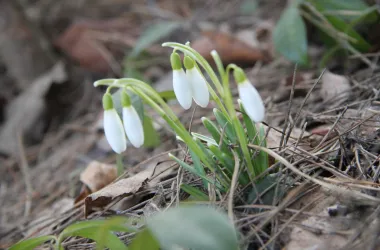 Экологи предупреждают об ответственности за сбор редких растений