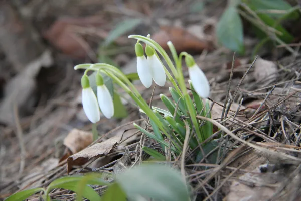 Экологи предупреждают об ответственности за сбор редких растений
