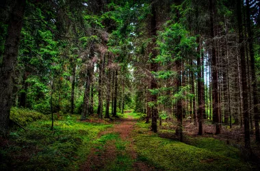 Ограничения на посещение лесов действуют в 52 районах Беларуси