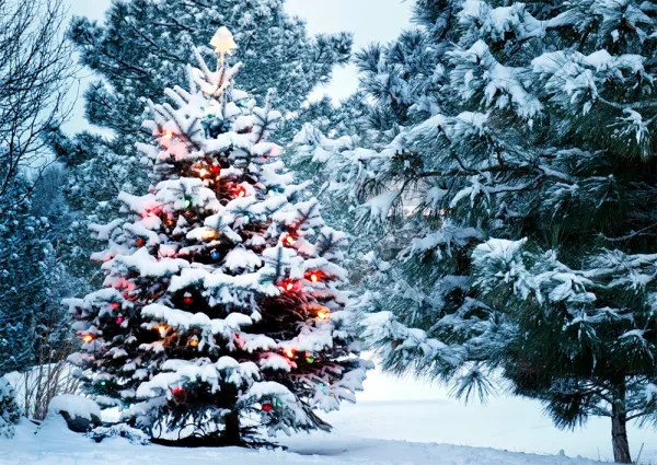 Необычные елки, новые фотозоны и «Фонтан» украсят Минск к новогодним праздникам